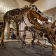 All birds are dinosaurs, but not all dinosaurs are birds. Here, a Tyrannosaurus skeleton is mounted next to a Triceratops skeleton at the Los Angeles Natural History Museum.